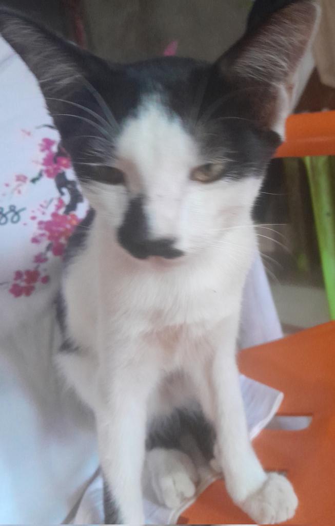 永远是我的猫 😆, 图片 1