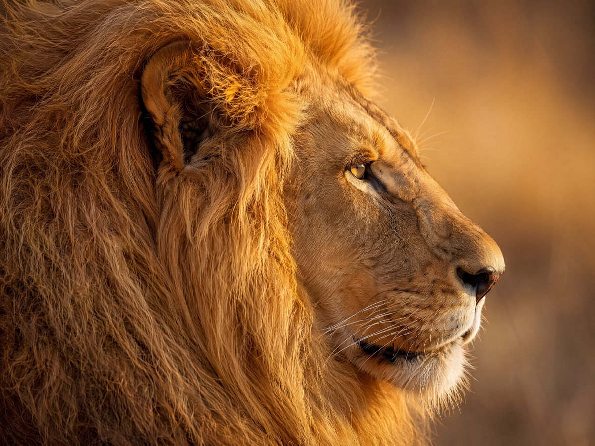 "Photorealistic extreme close-up wildlife portrait of a majestic adult male lio…